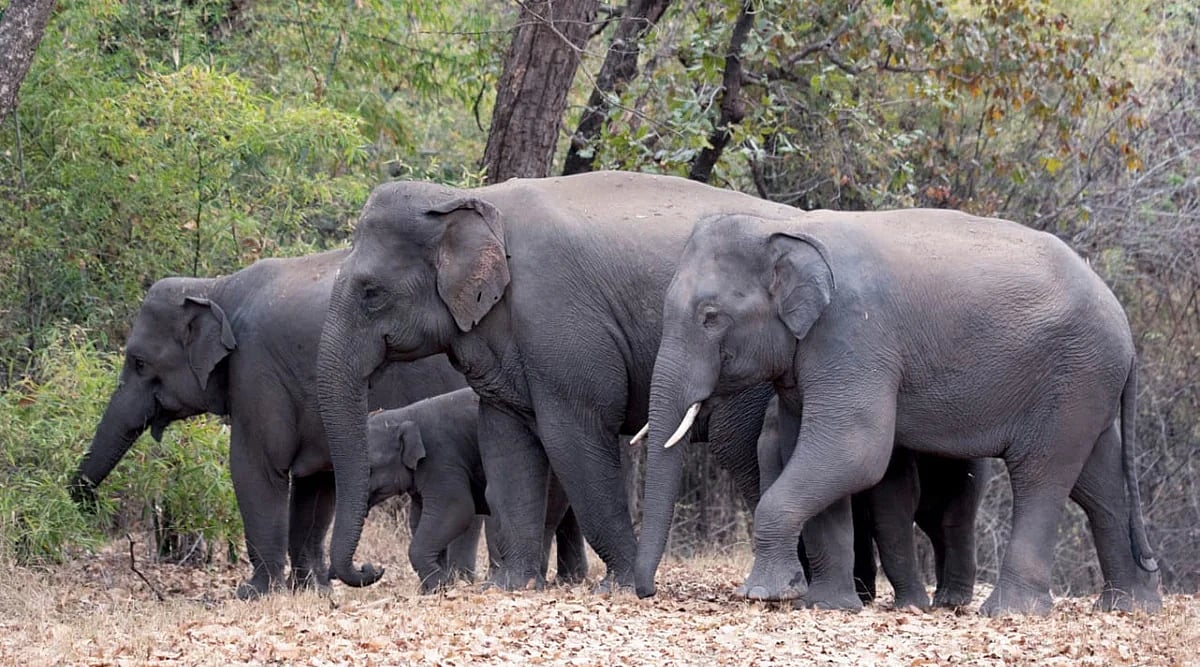 Bhopal News: Forest Department Calls For Action After Elephant Deaths Due To Electricity Wires