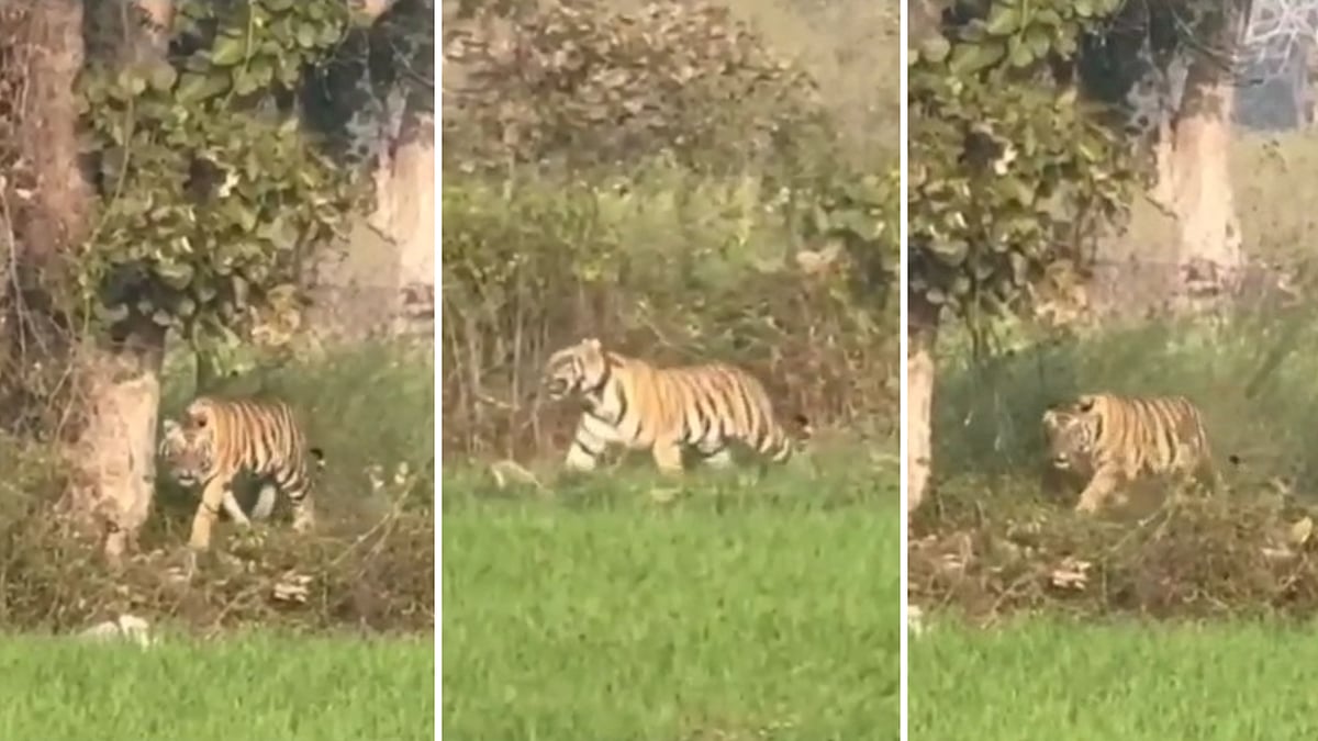 MP News: Tigress Spotted Basking In Sun In Shivpuri Field; Panicked Villagers Blame Forest Team --...