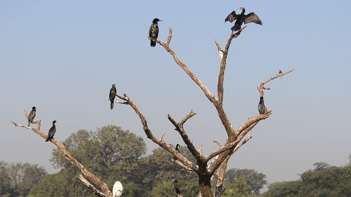 MP News: State Leads National Flock In Avian Participation