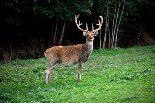 MP News: Satpura Tiger Reserve To Create Barahsingha Corridor; At Least Half-A-Dozen Grasslands To...