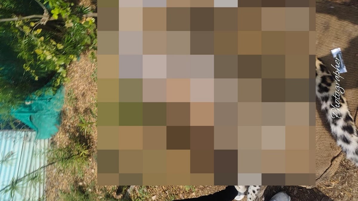 MP News: Leopard Found Dead In Manasa Forest Of Neemuch, Probe Ordered