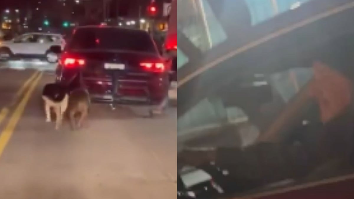 68-Year-Old Man Booked After Viral Video Shows Dogs Being Dragged Behind Car In New York