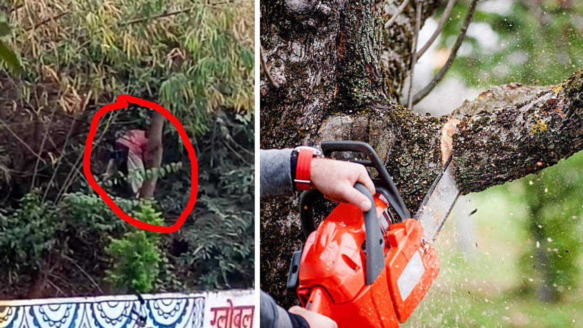 Timber Theft On Ayodhya Bypass Amid Tree Felling For Road Widening