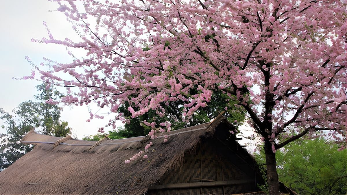 Discover Cherry Blossom In India: A Guide To The Hidden Gem Welcoming Global Travelers 