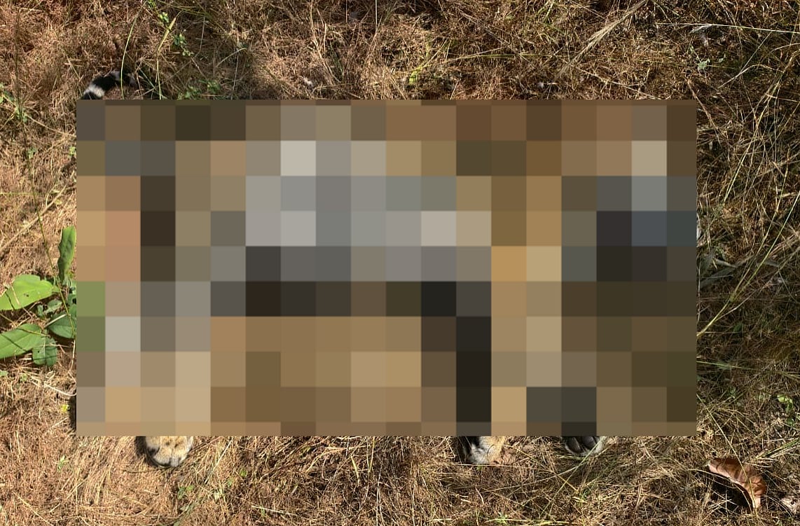 MP News: Missing 8-Month-Old Cub Killed By Tigress In Bandhavgarh