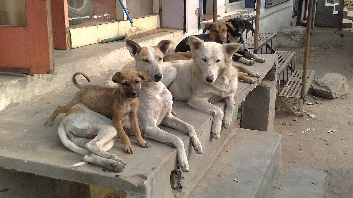 Indore News: Stray Animal Bites Injure Around 55,000 People In 2025