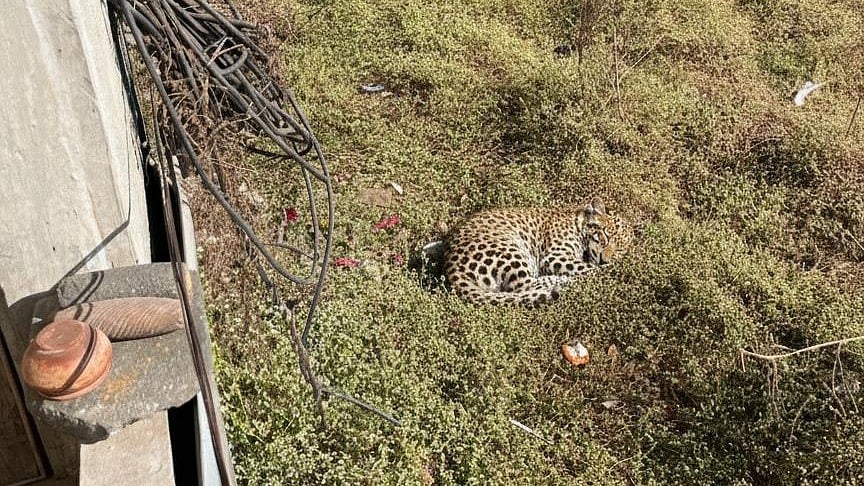 Nashik VIDEO: College Student Held For Circulating Fake AI-Generated Leopard Photo That Sparked...
