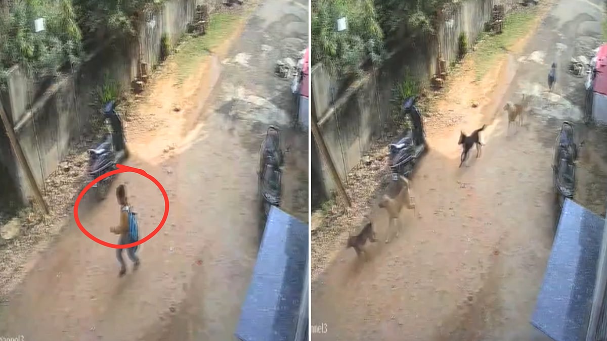 MP News: School-Going Boy Narrowly Escapes Attack By Over A Dozen Pet Dogs In Gwalior; Incident...