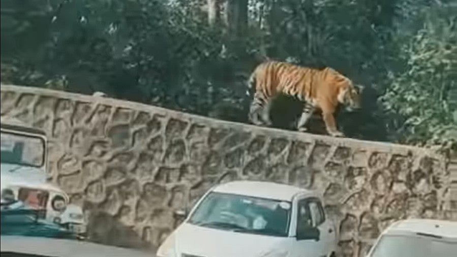 Tiger Cub Wanders Into Ranthambore Fort Parking Area; Tourists Reverse Vehicles For Safety - Watch Viral Video 