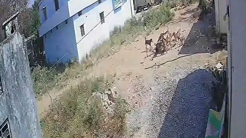 Telangana Horror: Over Dozen Stray Dogs Maul Toddler In Sangareddy - VIDEO