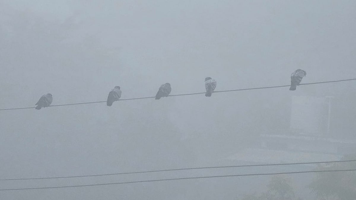 Madhya Pradesh January 9, 2025, Weather Updates: Dense Fog Envelops State, No Relief From Chills...