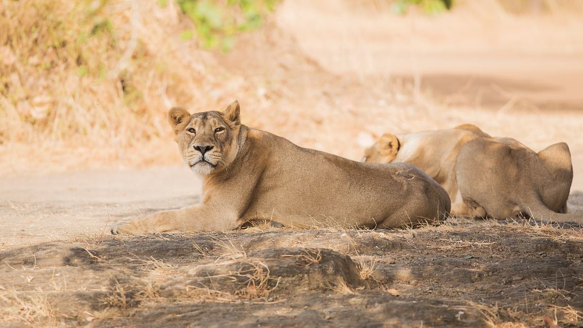 Gir National Park 