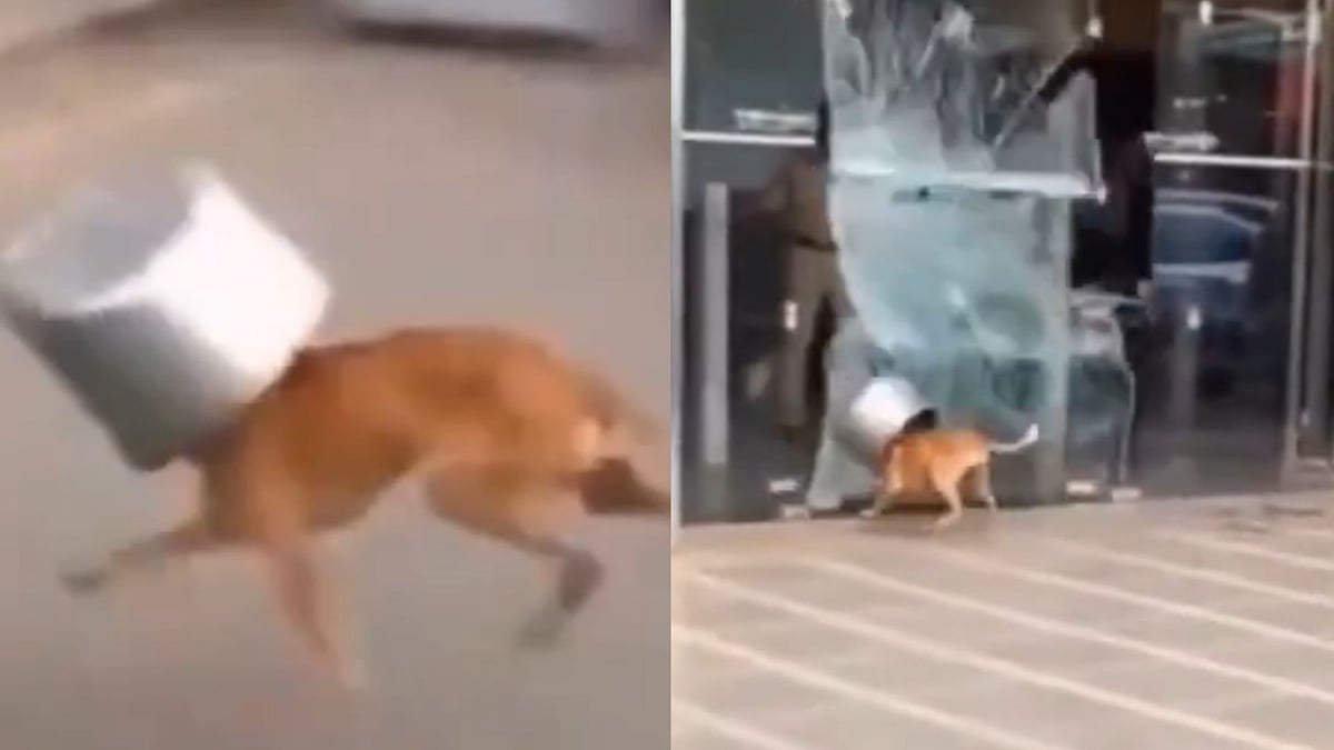 'Dogesh Bhai Ko Lvl 5 Helmet Mil Gaya’: Dog Panics After Head Gets Stuck in Utensil, Smashes Glass Door and Bike - Viral Video 