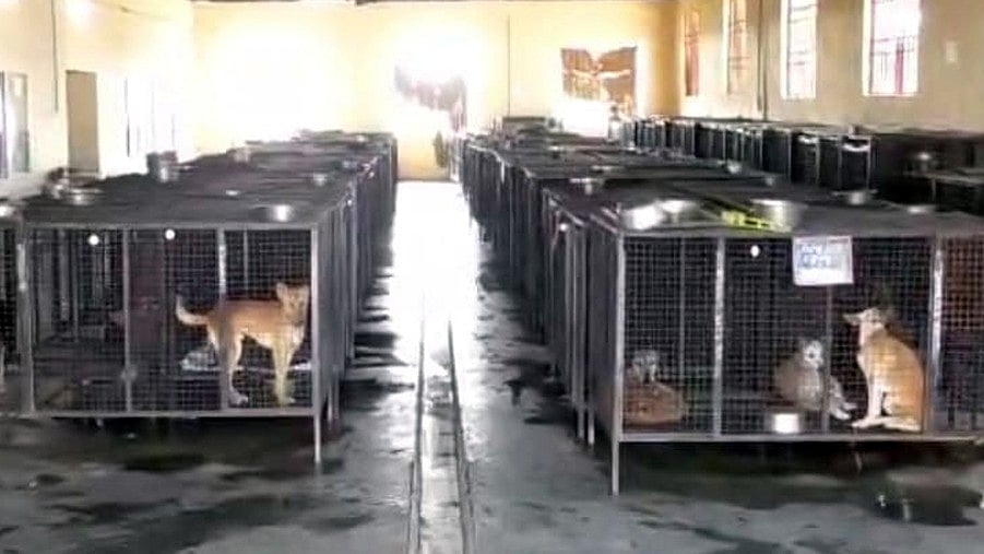 Bhopal News: Plans Afoot For Statewide Shelters, ABC Centres For Stray Dogs