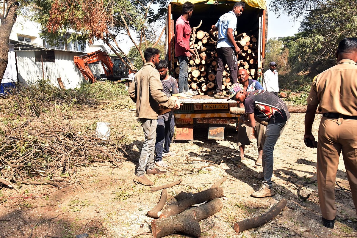 Nashik Civic Body Axes 50 Of 114 Trees For Nandini Bridge Despite NGT Ban; Work Halted After Protest