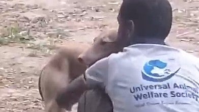 Pune: Alleged Sexual Assault On Dog At PMC's Wadki Shelter Sparks Outrage, Activists Seek Probe