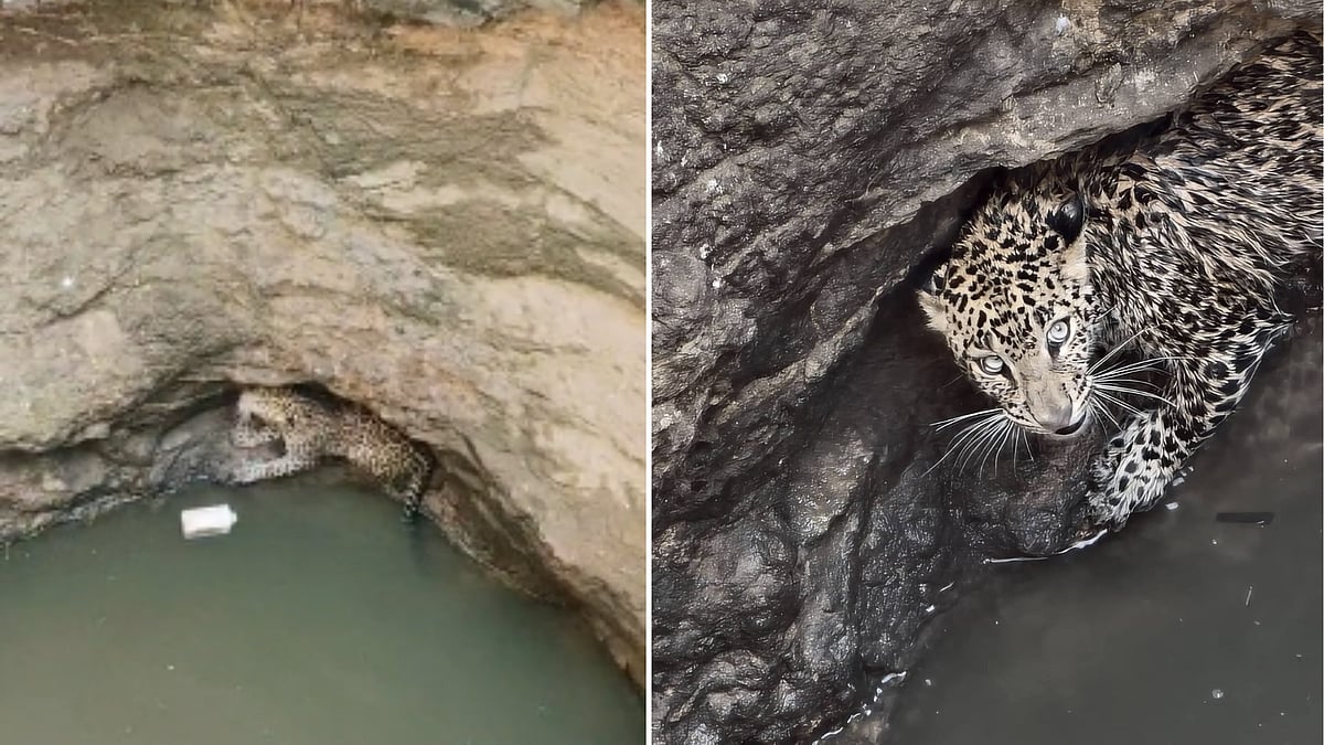 Indore News: Trapped Female Leopard Rescued From Open Well, Shifted To Zoo