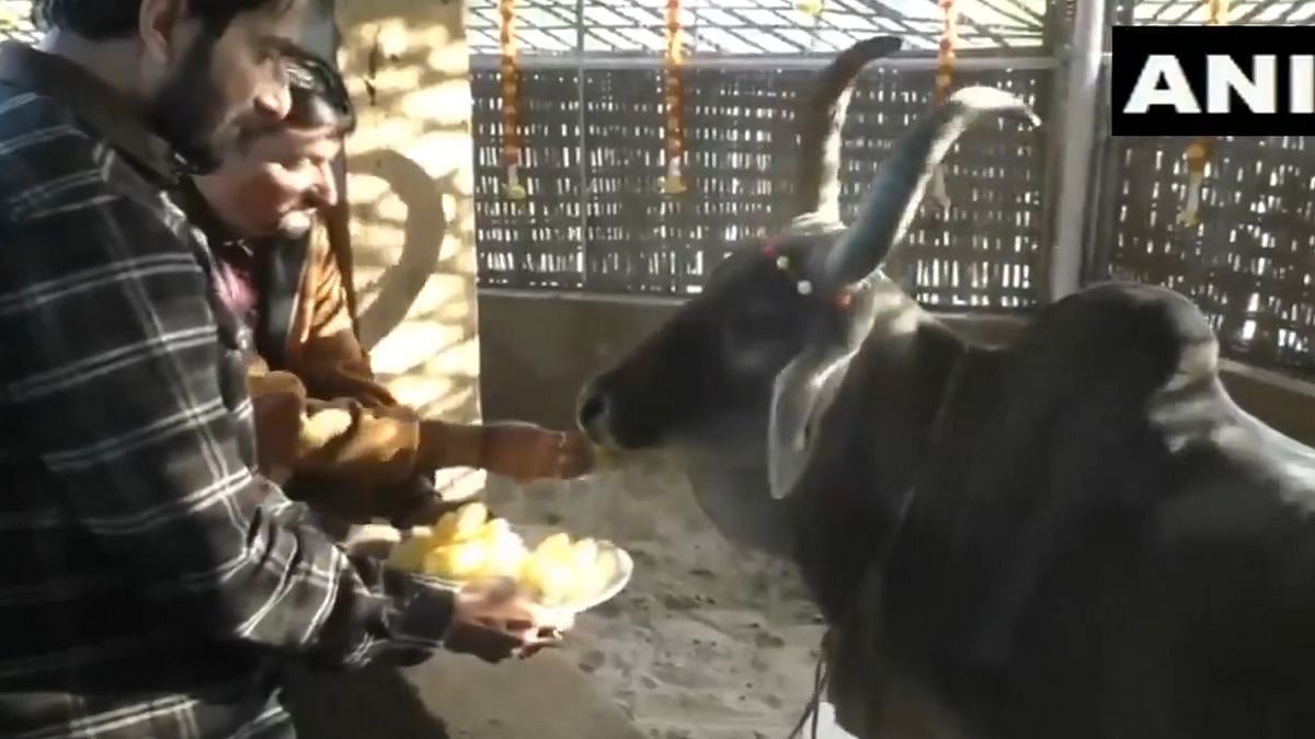 Sonu Sood Visits Varahi Gaushala In Gujarat, Donates ₹11 Lakh For Animal Welfare | Video