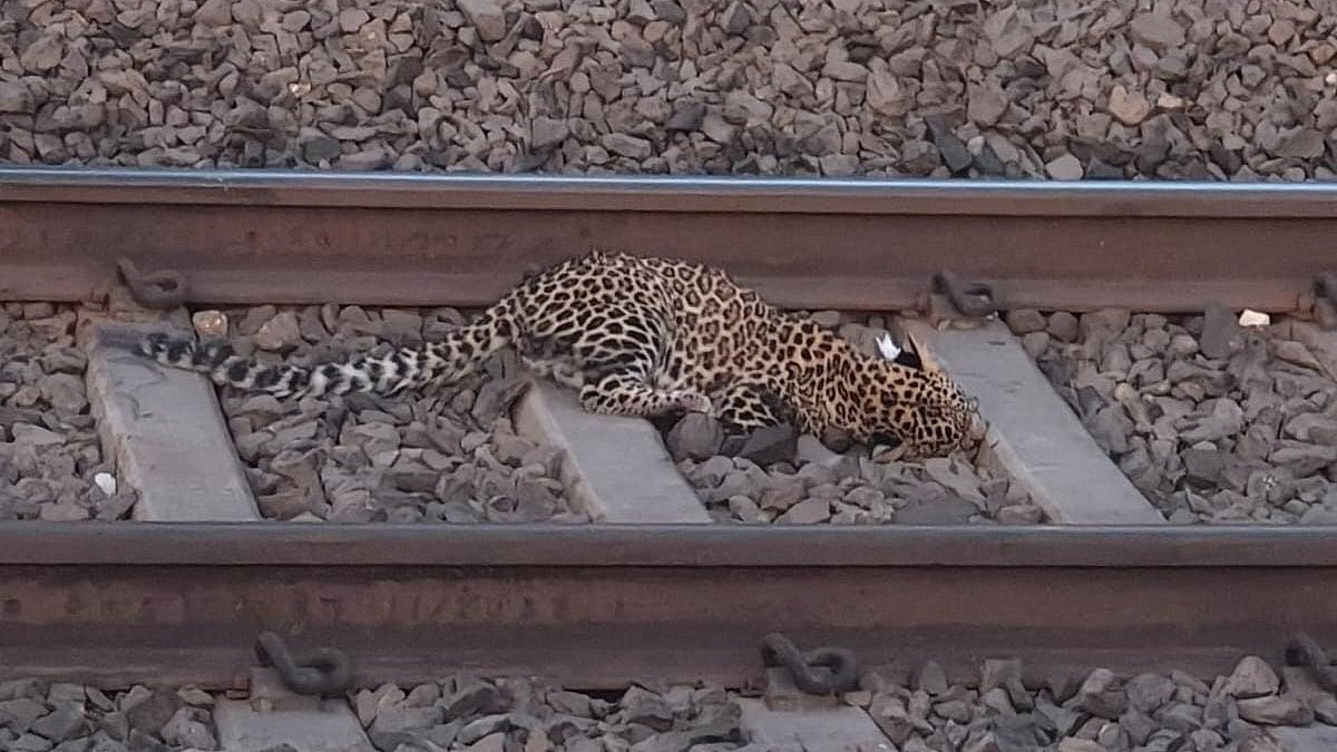 Nashik: Injured Leopard Cub Hit by Train Near Deolali Succumbs During Treatment