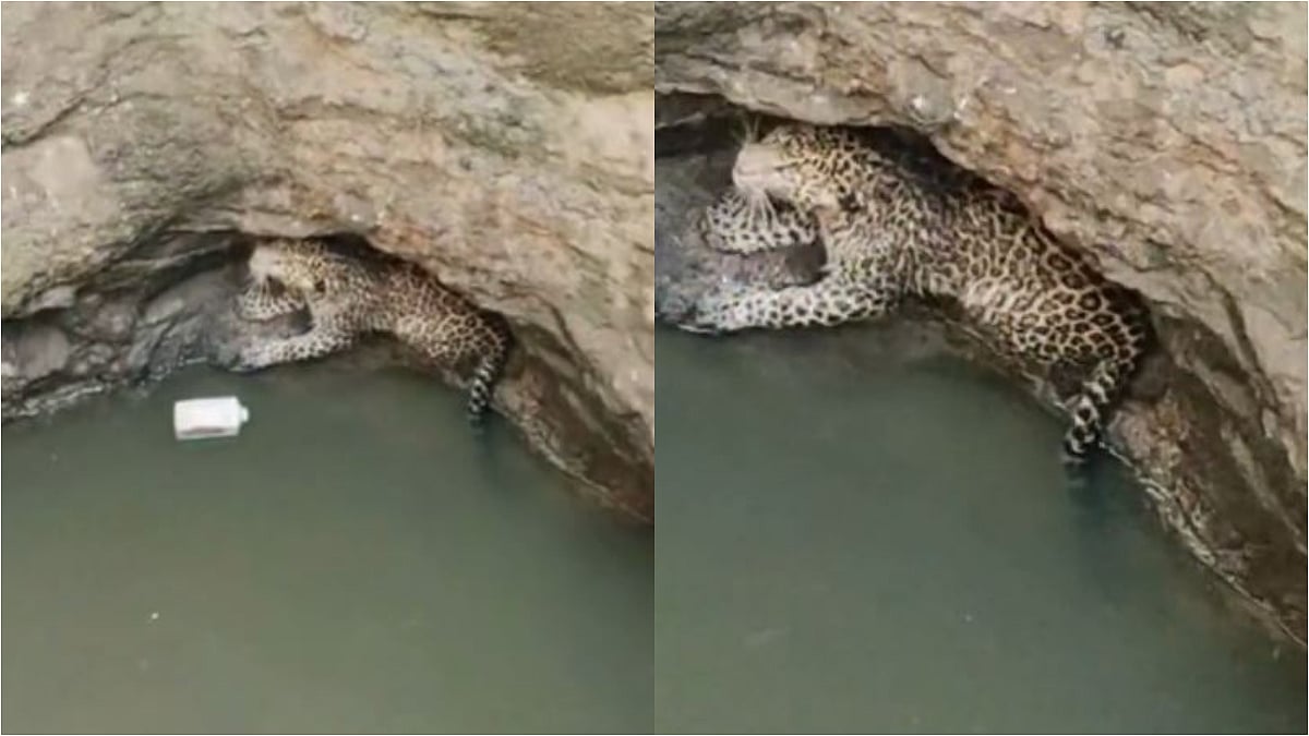 Madhya Pradesh News: 3-Year-Old Leopard Rescued From Well In Indore | VIDEO