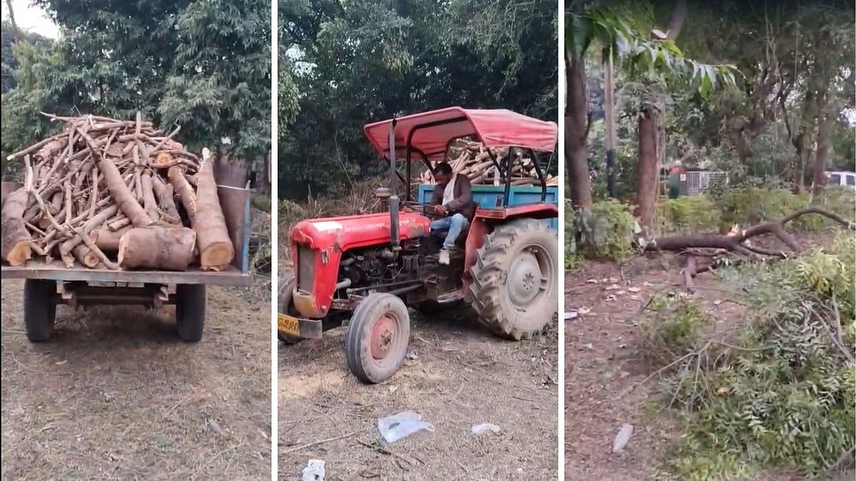 MP News: Old Neem & Mango Trees Felled At Oxygen Hub In Gwalior’s Jiwaji University; Municipal...