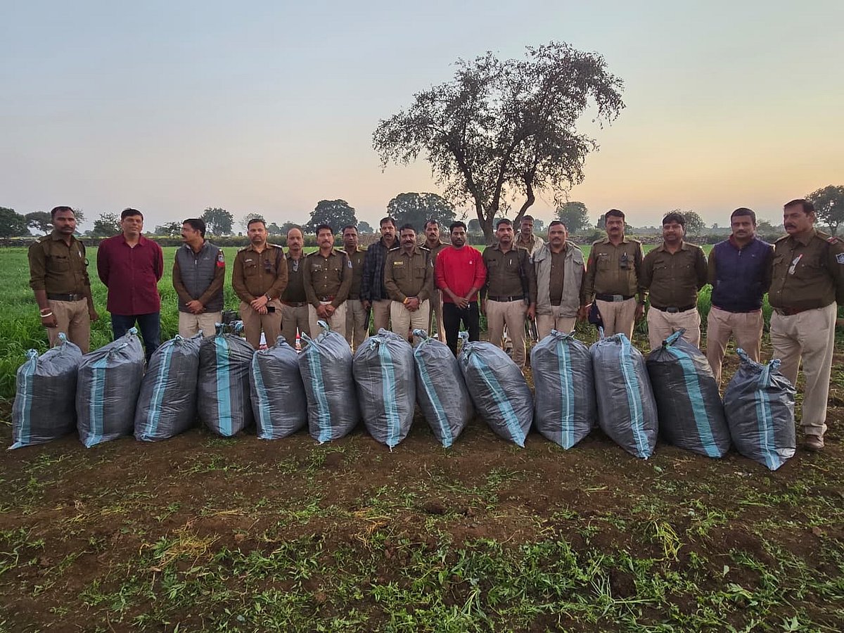 MP News: Neemuch Police Smash Ganja Empire By Destroying 22 Quintals In A Month