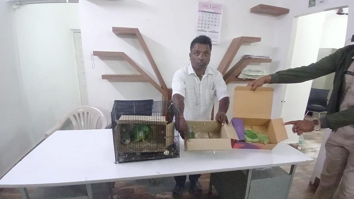 Pune Forest Department Busts Alexandrine Parakeet Smuggling, Rescues Four Rare Birds