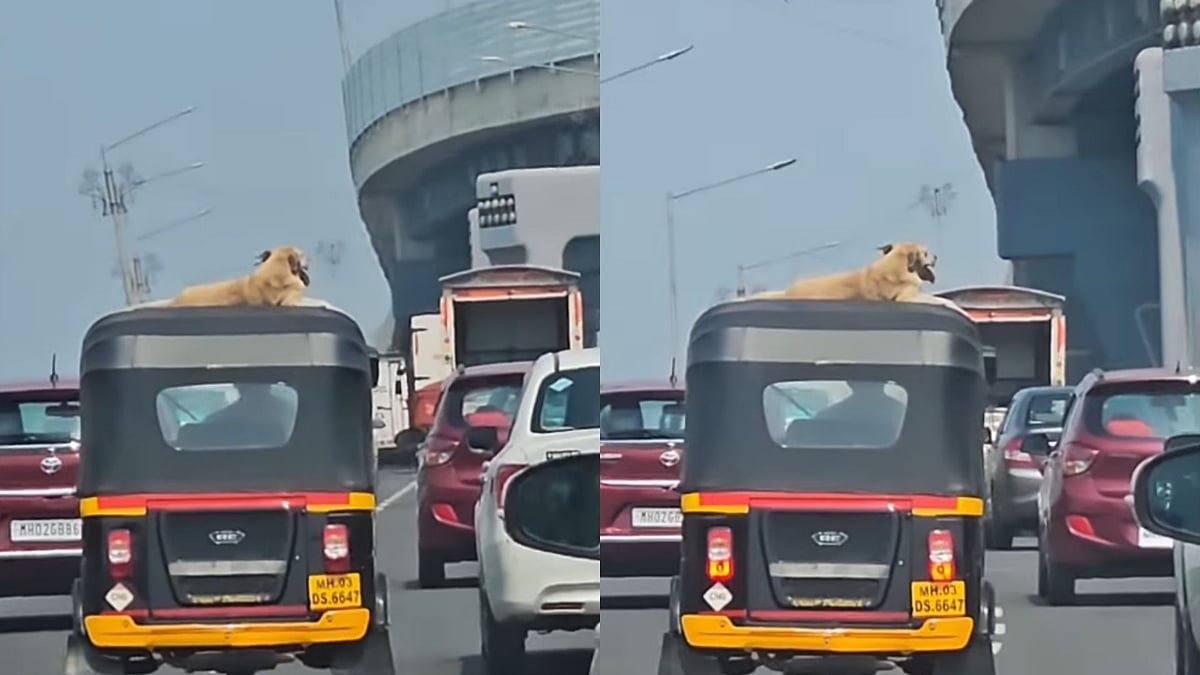 'Dogesh Bhai Is Real Baddie': Mumbai Stray Dog Spotted Casually Chilling On Rooftop Of A Speeding Rikshaw - Viral Video 