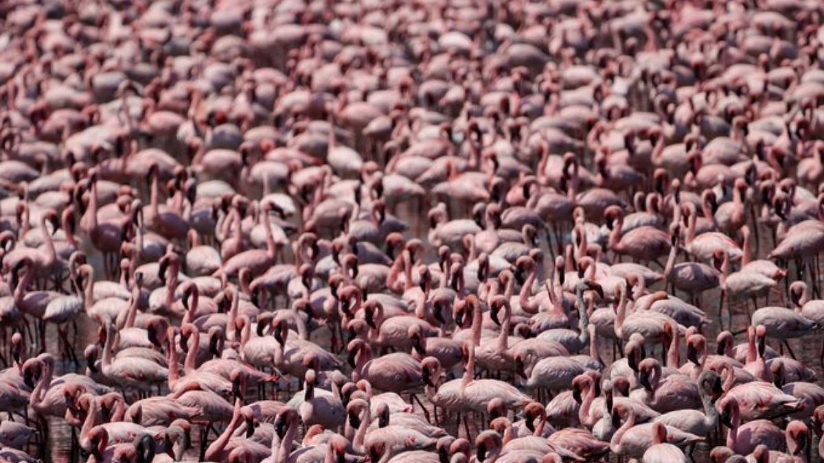 NMEPS Urges Legal Backing For Navi Mumbai Wetland Protection Announcements, Seeks Formal...