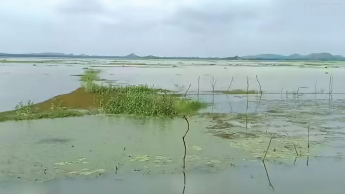 Uttar Pradesh News: Crop Insurance Claimed On Water-Filled Belasagar Pond In Mahoba Under PMFBY 