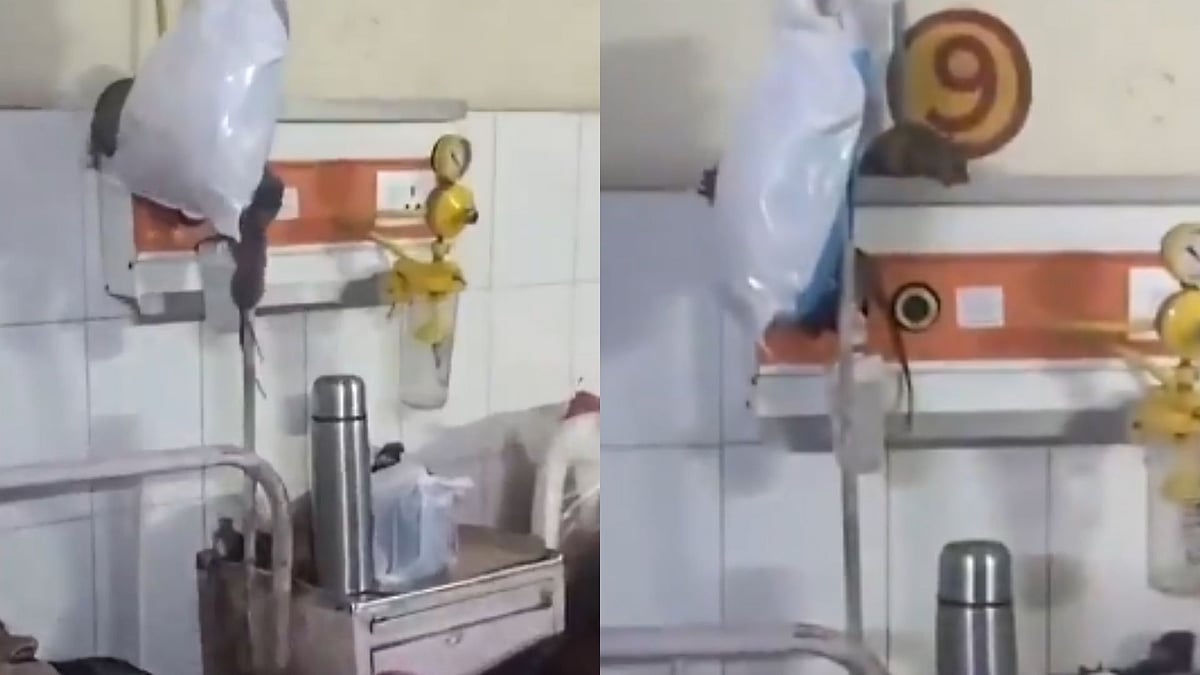 Rats Roam Freely In Gonda Medical College Ortho Ward, Viral Video Sparks Outrage