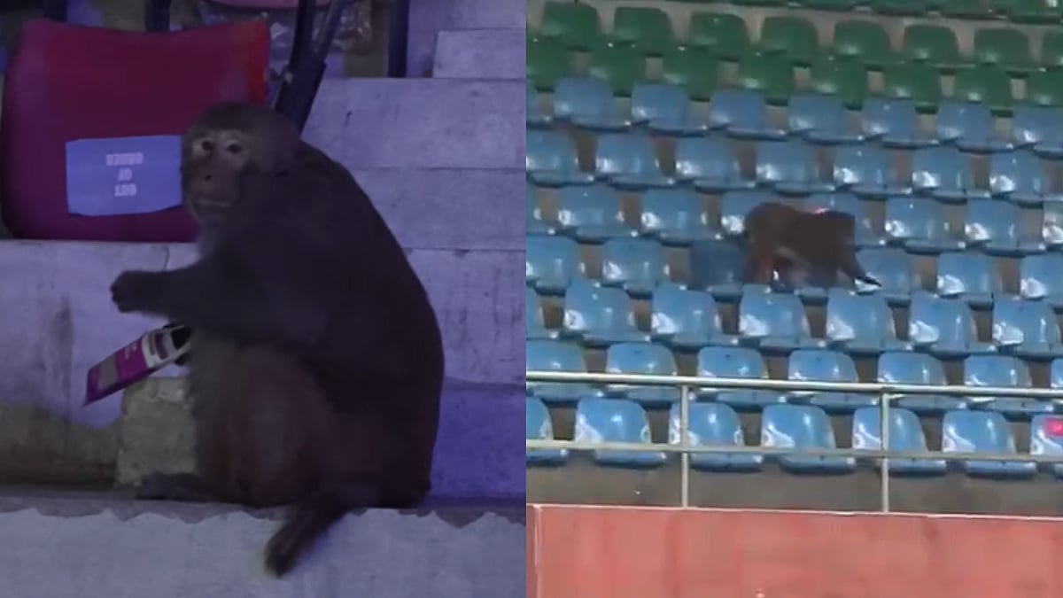 Unusual Scenes! Monkey Spotted At India Open 2026 Raises Eyebrows As Venue Comes Under Scrutiny; Video 