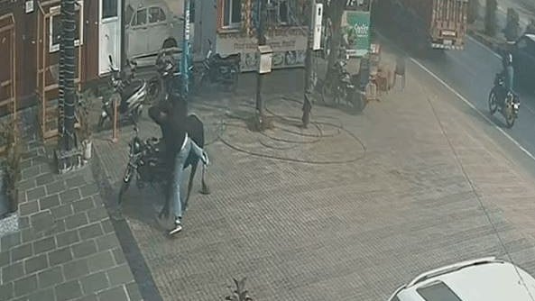 Video: Restaurant Owner Flung Into Air By Stray Bull In Meerut