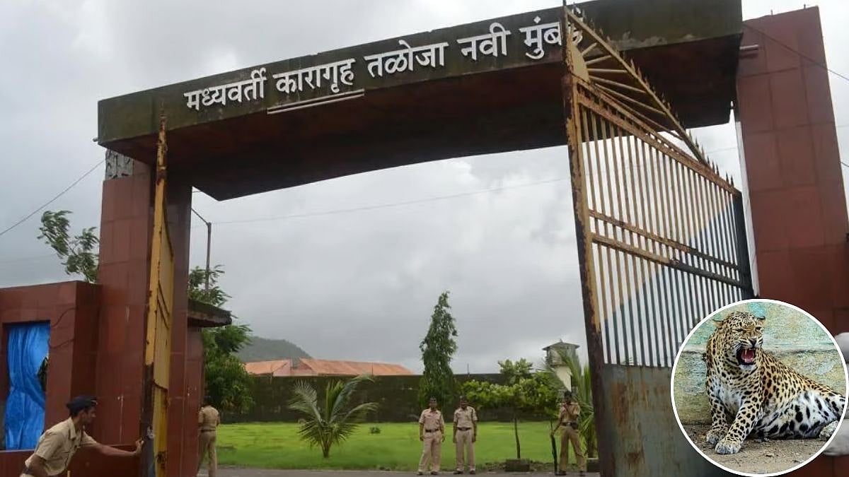 Navi Mumbai News: Leopard Spotted Near Taloja Central Jail, Triggers Safety Concerns For Staff 
