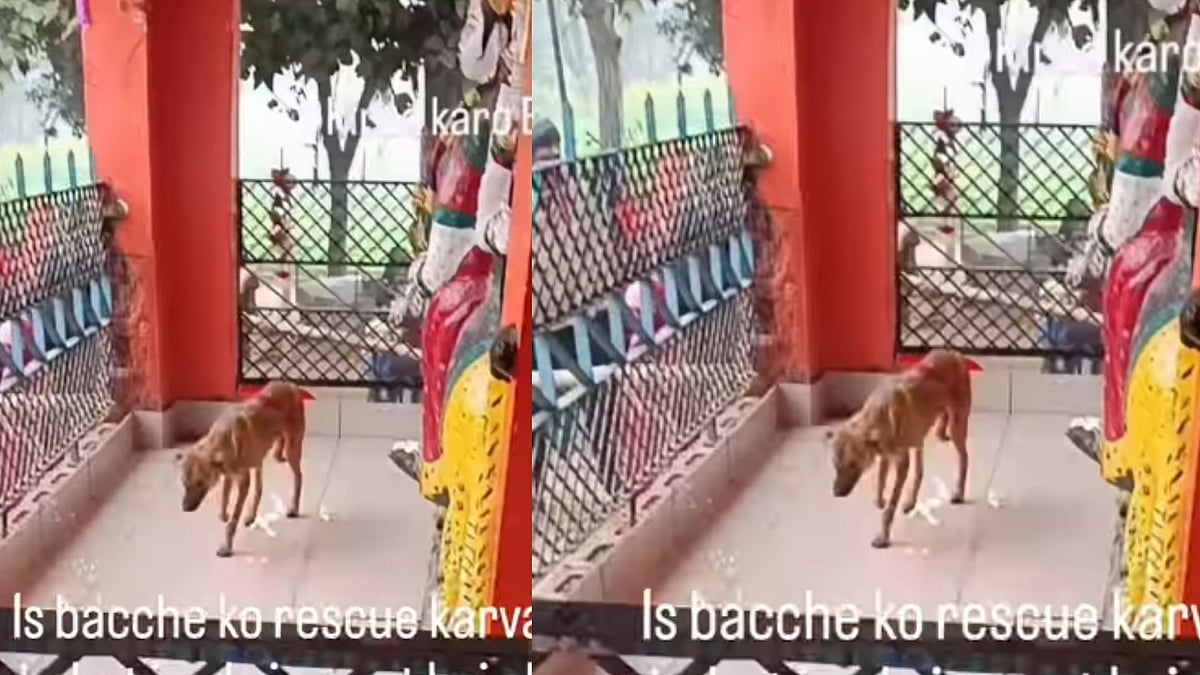 Religious Miracle Or Mental Disorder? Viral Video Of Dog’s 'Parikrama' At UP Temple Leaves Locals Stunned 