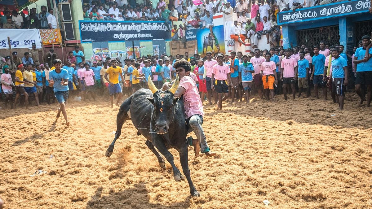 Mattu Pongal 2026: Tamil Nadu's Harvest Festival That Celebrates Cattle; More About Popular Sport...