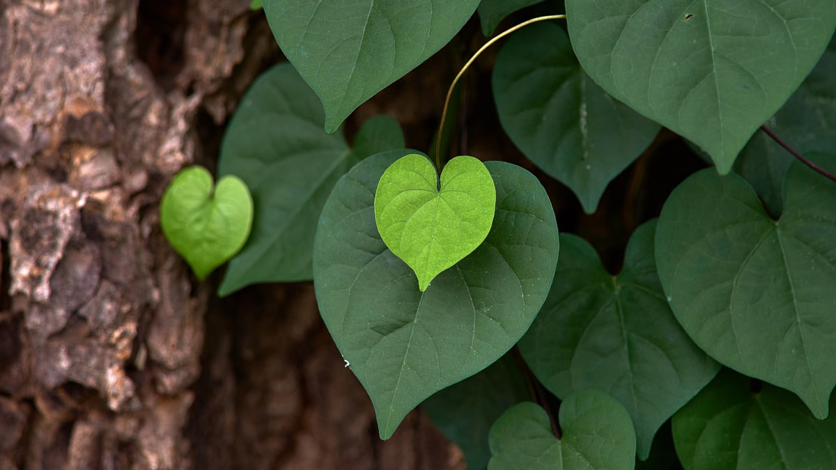 Giloy Magic: Study Proves How Seasonal Harvesting Enhances Its Herbal Potency