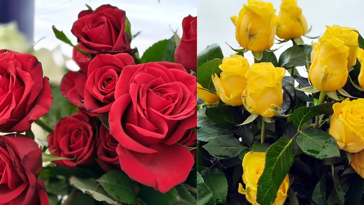 Tome And Plume: Bhopal’s Princess Dark-Red Rose Second To None