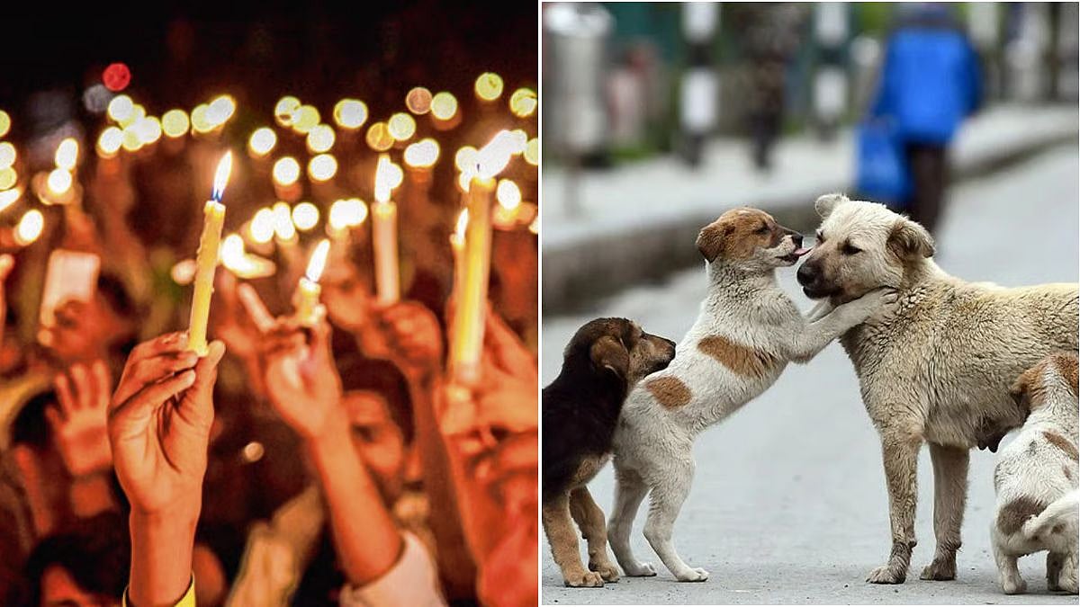 Mumbai’s Animal Lovers To Hold Candlelight March On Sunday To Mourn Hundreds Of Dogs Killed In Telangana 