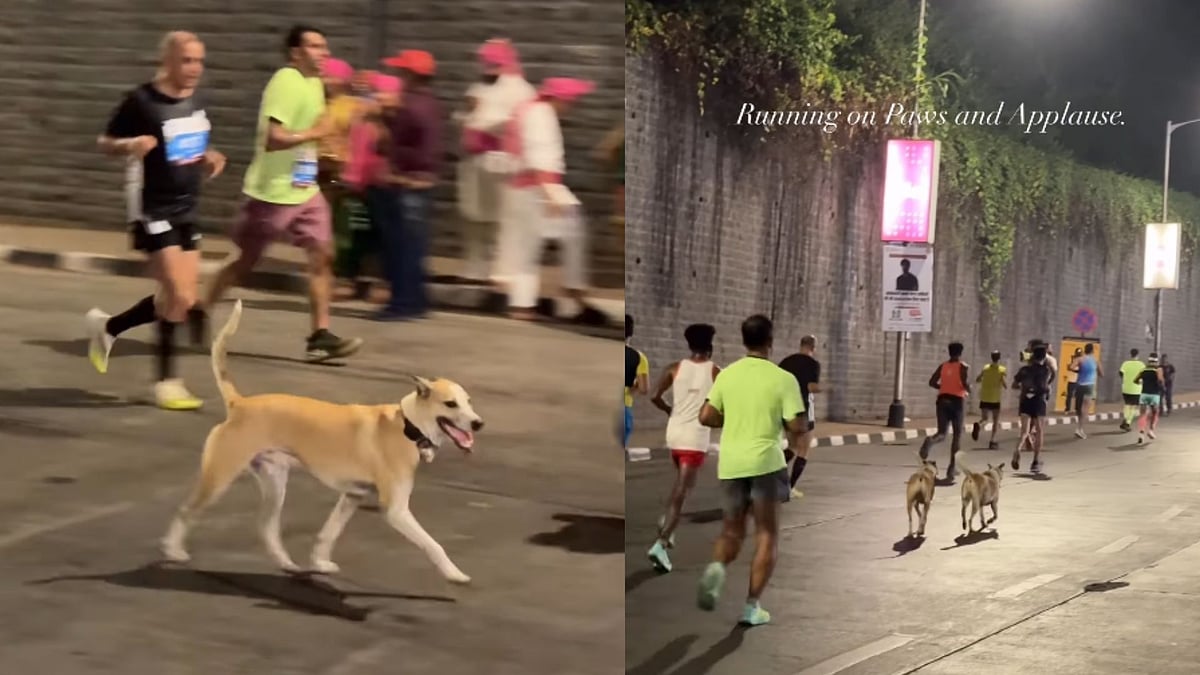 'Pawsitive Attitude': Stray Dogs Join Runners At Tata Mumbai Marathon Early Morning; Adorable Video Goes Viral 