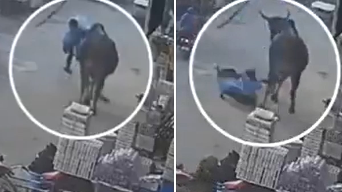 UP: Stray Bull Lifts Woman With Horns, Throws Her On Road In Shamli | Disturbing CCTV Surfaces