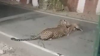 Leopard Drags Away Stray Dog In Uttarakhand's Uttarkashi; Chilling CCTV Footage Surfaces