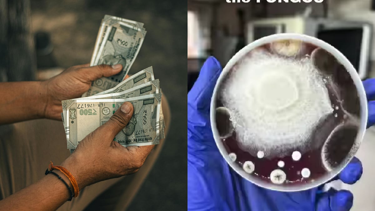 Carrying Cash In Your Pocket? Be Aware Of These Fungal Bacterias, Explained By Microbiologist 