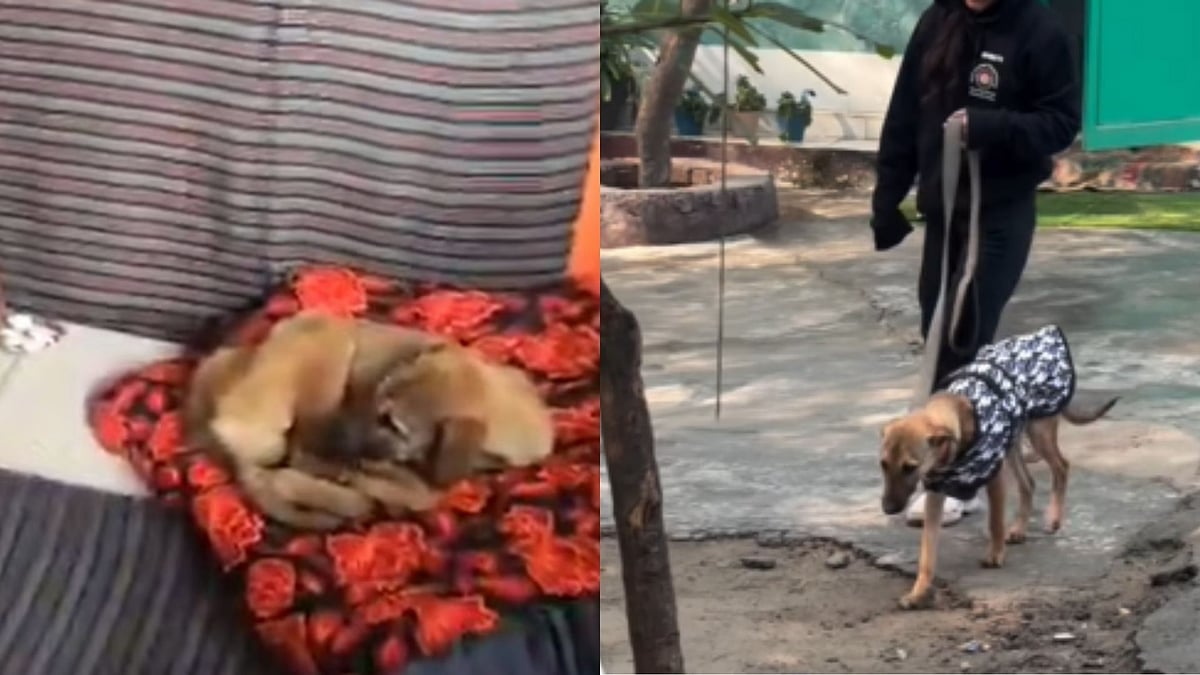 VIDEO: Dog Worshipped As Divine Now Under ICU Care After Doctors Flag Health Crisis