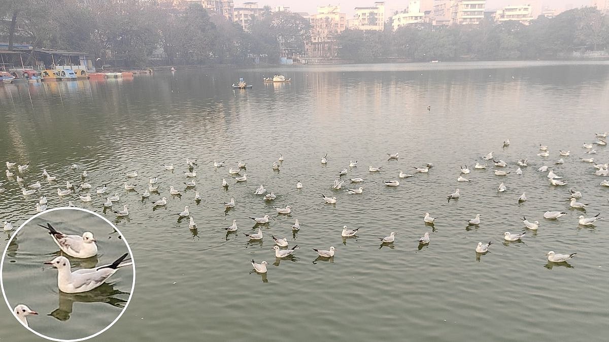 Thane’s Masunda Lake Comes Alive As Migratory Seagulls Arrive From Europe And America, Drawing Large Crowds 