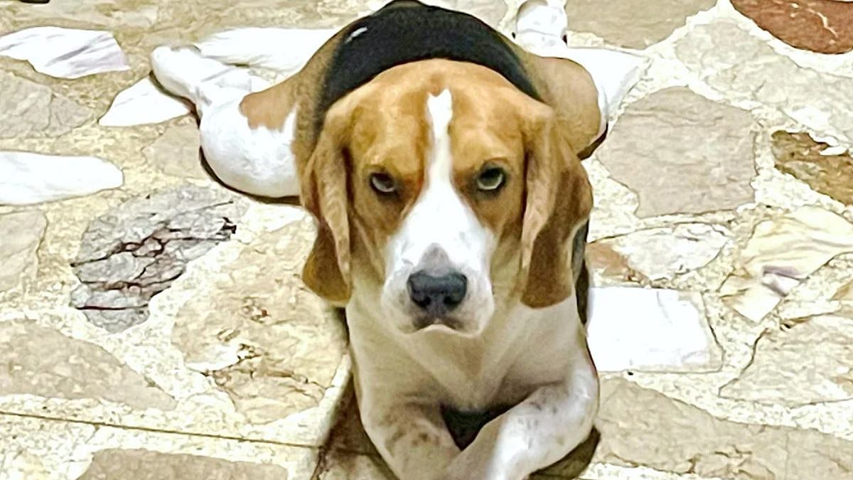 Daughter Of Retired IAS Officer Dies Of Rabies After Being Bitten By Vaccinated Pet Dog In Gandhinagar 