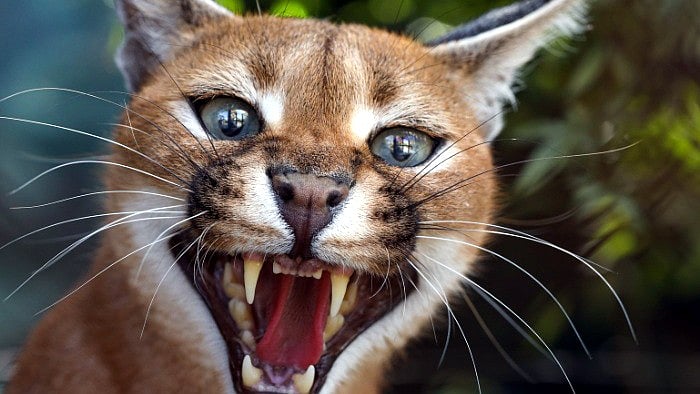 MP News: Global Tiger Forum Team To Visit Gandhi Sagar Sanctuary To Study Rare Caracal