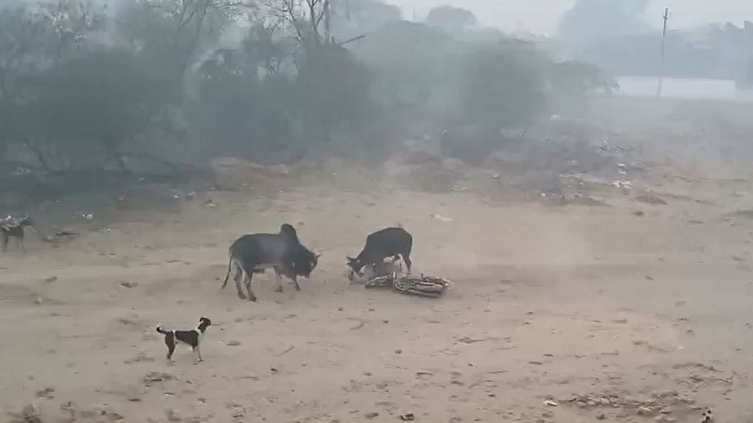 Bulandshahr Bull Attack Video: Youth Critically Injured As Stray Bulls Attack Bikers In Khurja