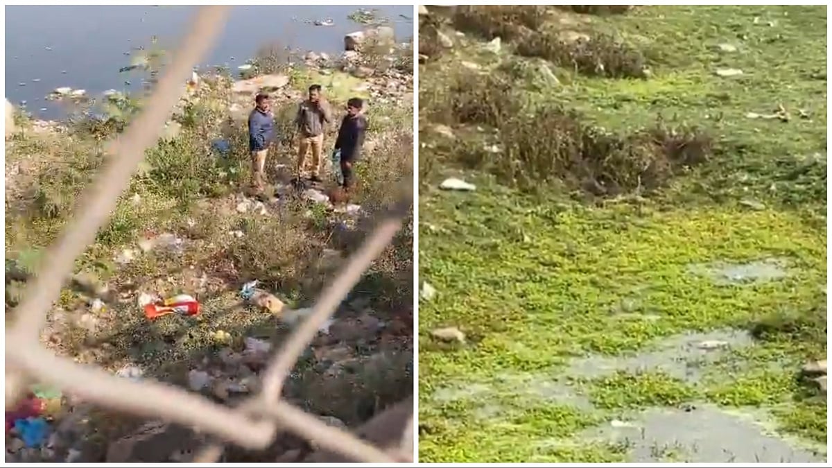Viral Video Shows A Rare Natural Spectacle On Pune's Tilak Bridge: Cobra Pair Spotted Mating Amid...