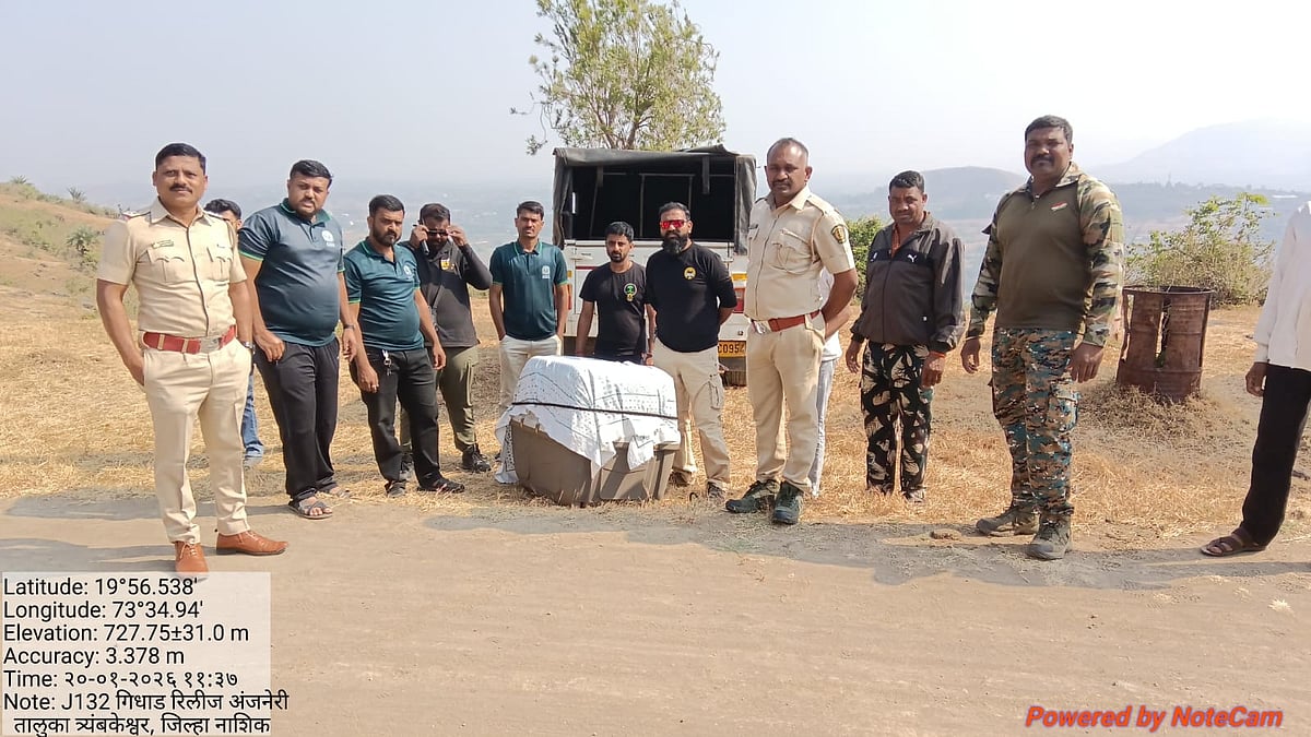 Nashik VIDEO: Exhausted Vulture Rescued After 750-Km Journey From Pench, Released At Anjaneri